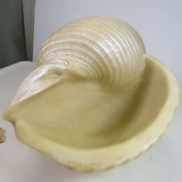 Faux Sea shell light pink & cream some iridescences  9" long 5" tall - Picture 8 of 12